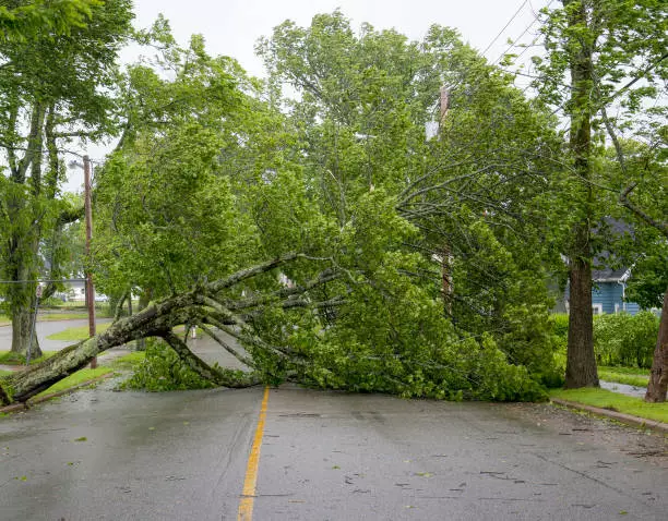 ALBERO_CADUTO_SICUREZZA_STRADE_PROVINCIALI