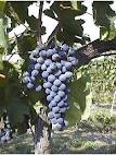 Flavescenza dorata - informazioni e provvedimenti